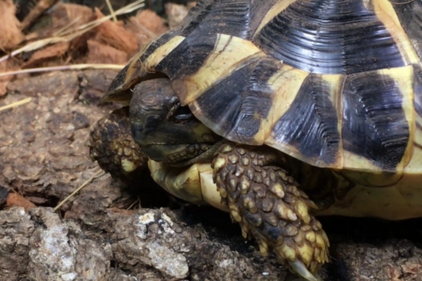 testudo hermanni