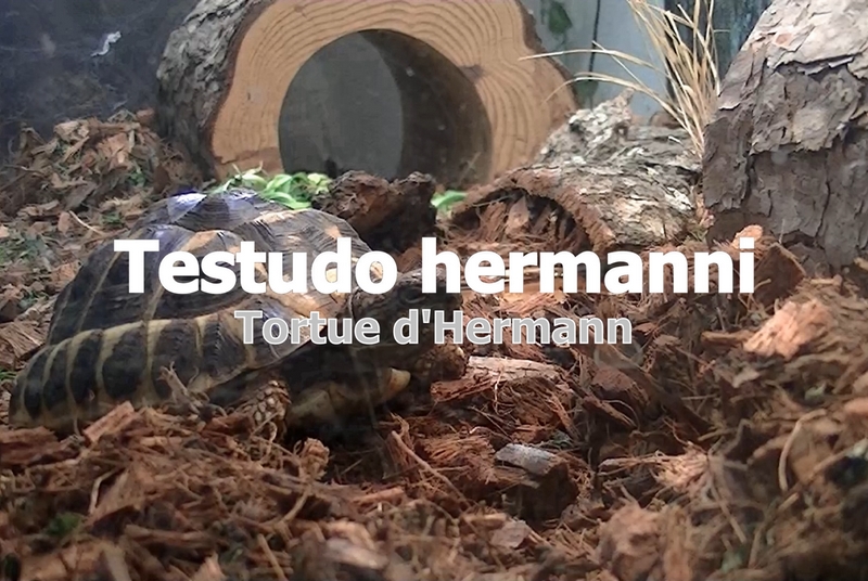 Testudo hermanni